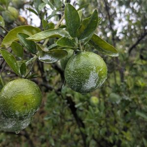 【有機柳丁】《有機農法栽培,5、10、20、30斤裝》(果農直配,含運費)