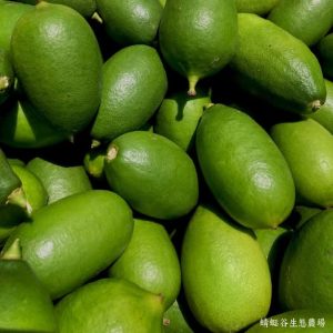 【有機香水檸檬_蜻蜓谷生態農場】(有機農法) (含運商品)